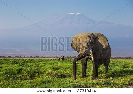 Big male African elephant with the mount Kilimanjaro in the background in one of the national parks of Kenya