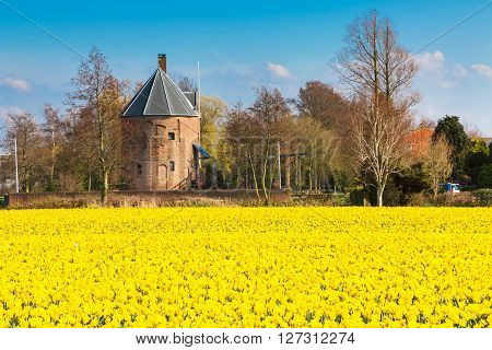 Field with yellow daffodil flowers blooming in spring and old mill in Holland town Lisse, Netherlands