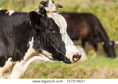 Cows grazing on a summer pasture. There are cows on the pasture.