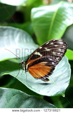 An orange postman tropical butterfly sitting on a leaf.