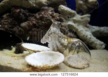 A small octopus in a glass jar at an aquarium.