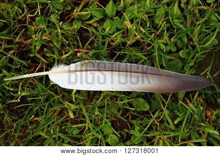 A white and grey feather lying on the grass.