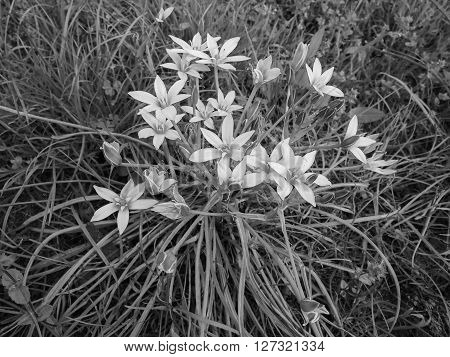 Star Of Bethlehem Flower