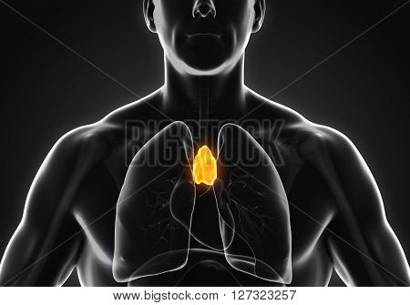Human Thymus Anatomy Illustration . 3D render