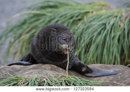 Antarctic fur seal pup close up in grass