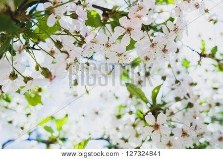 Branch of cherry blossoms against the sky