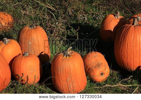 Ten pumpkins sitting in a pumpkin patch.