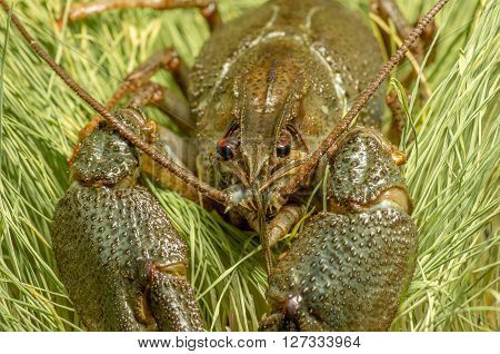 large crayfish caught in the river close background
