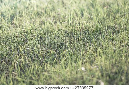 green grass, natural background texture, artificial Grassgreen