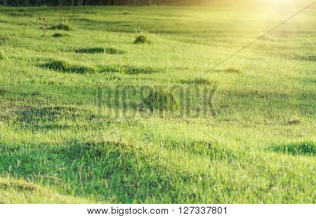 green grass, natural background texture, artificial Grassgreen