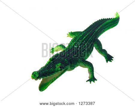 Krokodil isoliert