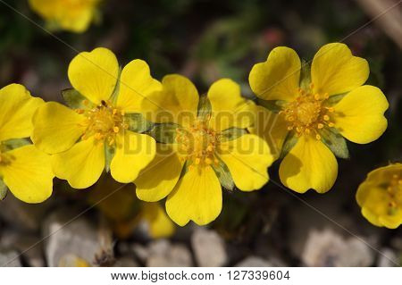 Flowers of a spring cinquefoil or spotted cinquefoil (Potentilla neumanniana) on a stony substrate.