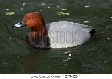 Common pochard (Aythya ferina). Wild life animal. 