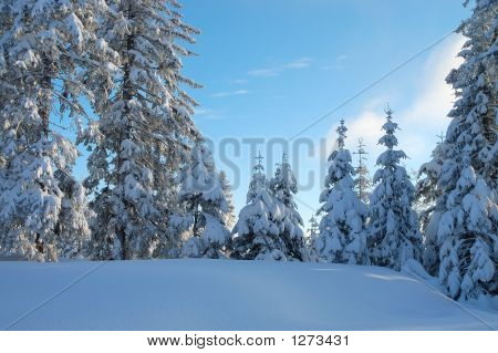 ไอดีลหนาว