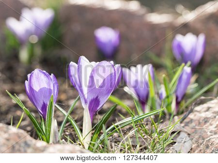 Crocus -blomming spring flowers.