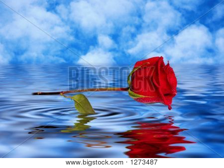 Rose in Wasser