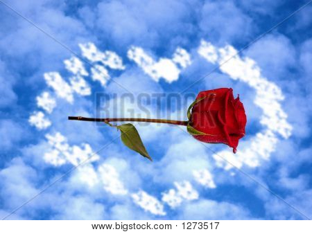Rose in Wolken