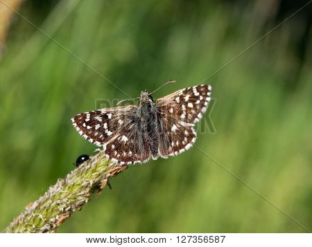 The Pyrgus armoricanus flew across the field.