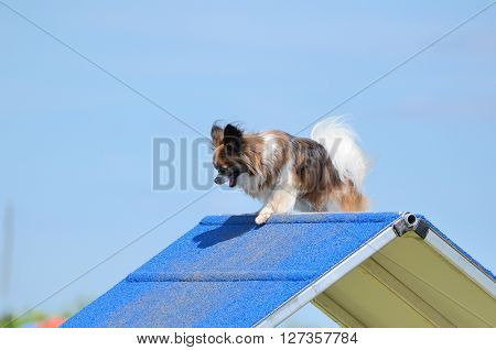 Papillon Climbing an A-Frame at a Dog Agility Trial