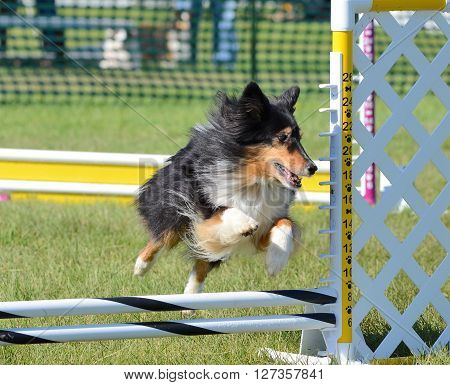 Tricolor Shetland Sheepdog (Sheltie) Leaping Over a Jump at Dog Agility Trial