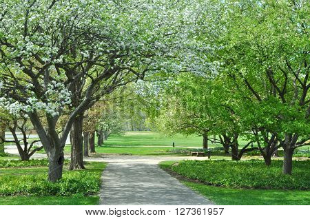 Row of Apple trees in bloom , early Spting along a lane through Cantigny Park outside Wheaton Illinois