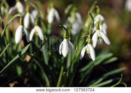 Blooms Of Snowdrop Flower In Spring Day