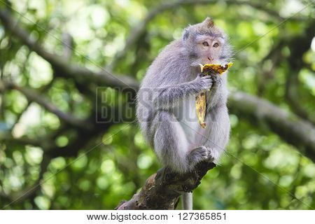 Portrait of monkey eating banana in monkey forest, Bali