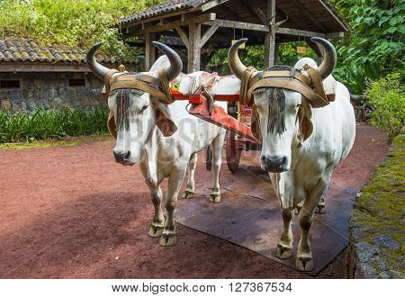 Costa Rican Ox towing a traditional coffee cart