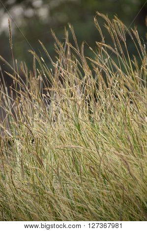 close up grass flower in nature garden