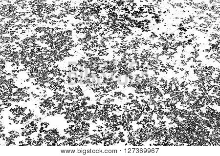 abstract of black and white Lemna minor for background used