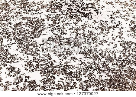 abstract of black and white Lemna minor for background used