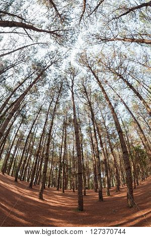 Pine Trees From Below