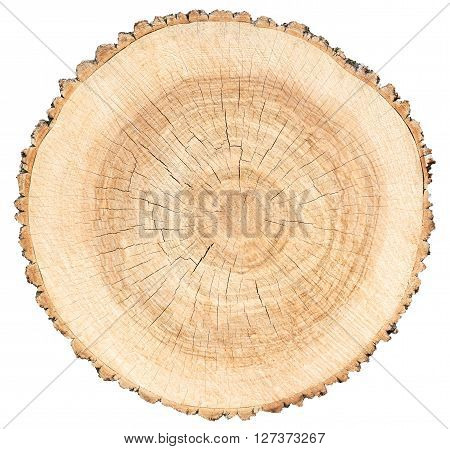 environment circle tree slice cross section of piece of wood
