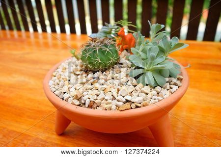the cactus and flaming katy in pot