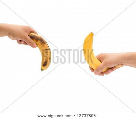 hands holding a fresh banana up and a over-ripe one down like mens penis as potency concept with clipping path