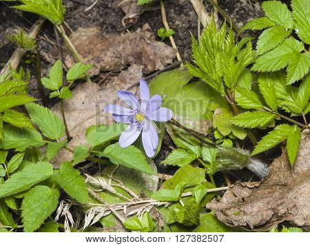 Hepatica nobilis liverleaf or liverwort blooming in dry leaves and spring weed macro selective focus shallow DOF