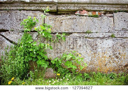 brick vintage wall of old castle and green grass