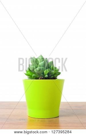Vintage soft tone with small cactus in a clay pots on a wooden background, Close up of Haworthia asperula, Liliaceae