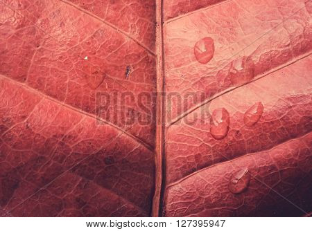 Preview
Save to a lightbox
 Find Similar Images  Share
Stock Photo: