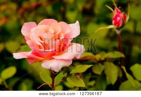 rose bush flower in botanic garden creamia