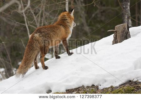 a european , red fox standing in snow