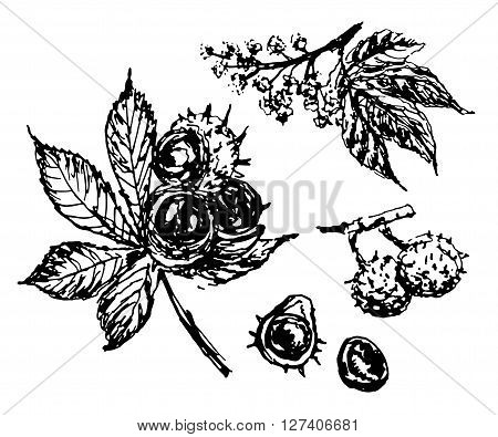 drawing elements set of isolated elements of the chestnut-tree branch with a large leaf, inflorescence and nuts, sketch, hand-drawn vector illustration