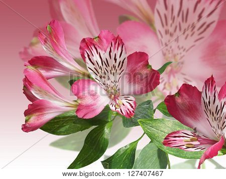 Delicate floral background. Pink Alstroemeria. Isolated. Macro