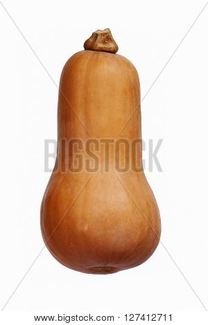 Butternut squash (Cucurbita moschata Butternut). Called Butternut pumpkin also. Image of single squash on white background