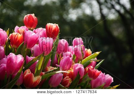 The blossoming tulips flowers closeup in garden