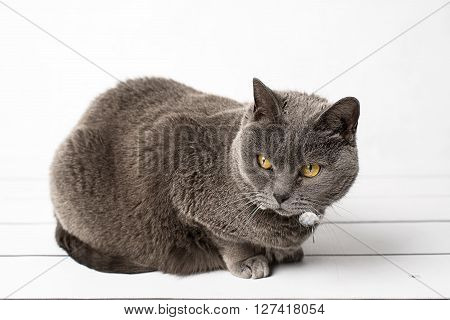 Grey cat chartreux on a white background
