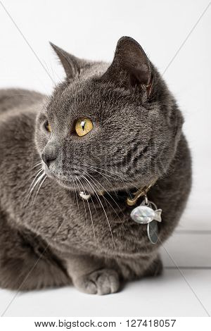 Grey cat chartreux on a white background