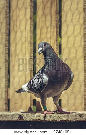 Racing Pigeon Inside A Loft
