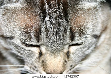 Close Up Cat