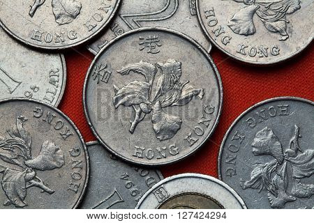 Coins of Hong Kong. Flowers of bauhinia blakeana also known as Hong Kong orchid depicted in the Hong Kong dollar coins. 